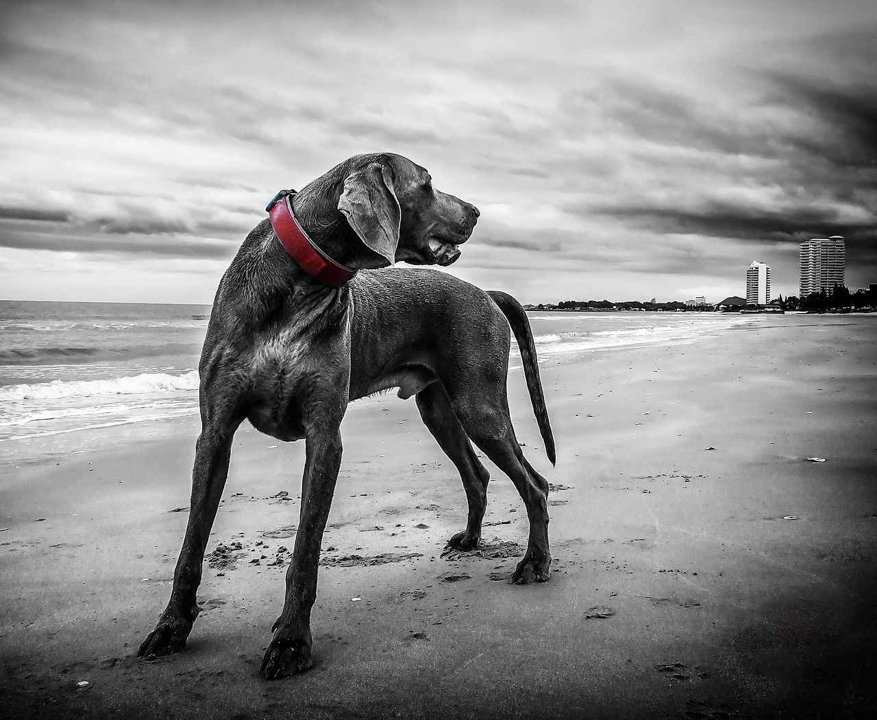 Understanding Dog Bite Liability