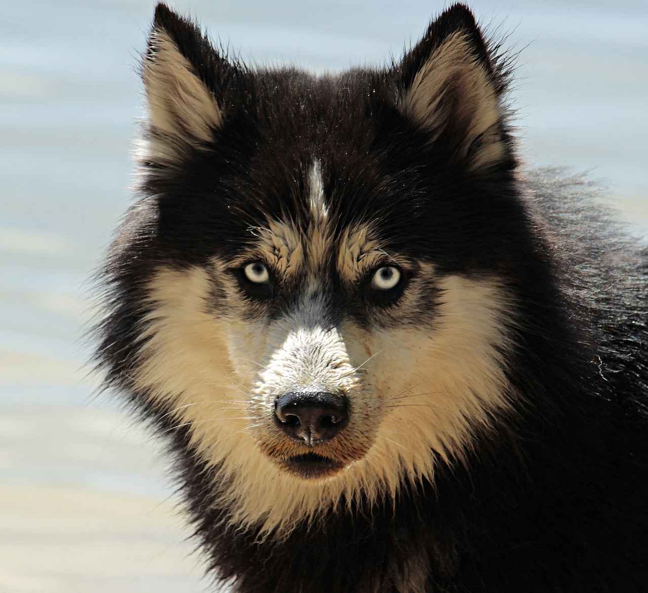 Insurance Implications for Dog Bites