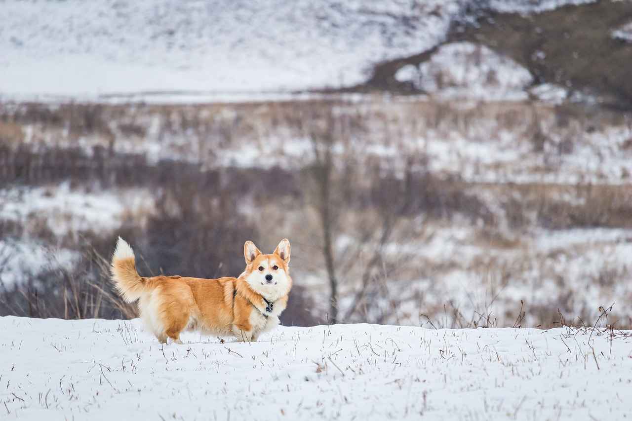 Köpek Sahiplerinin Alması Gereken Önlemler