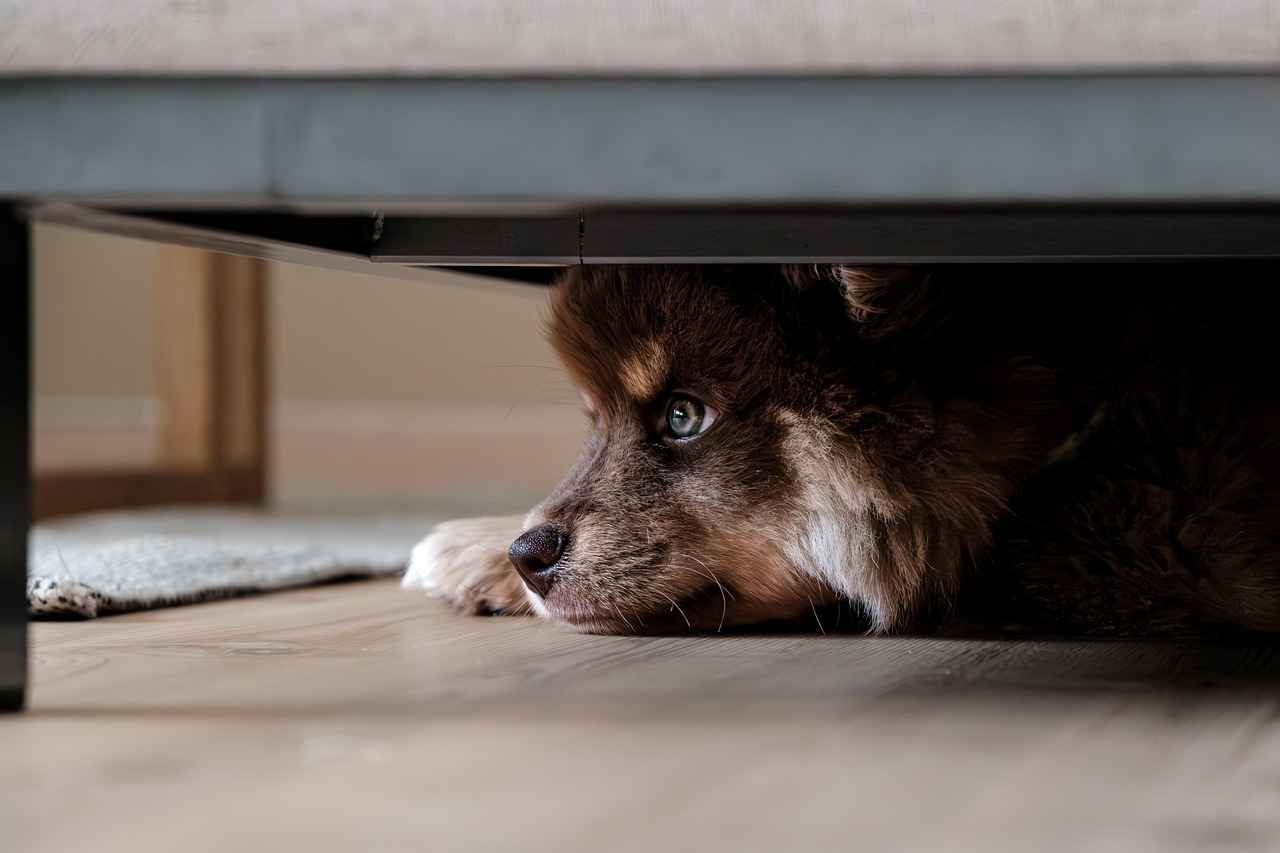 Preventative Measures for Dog Owners