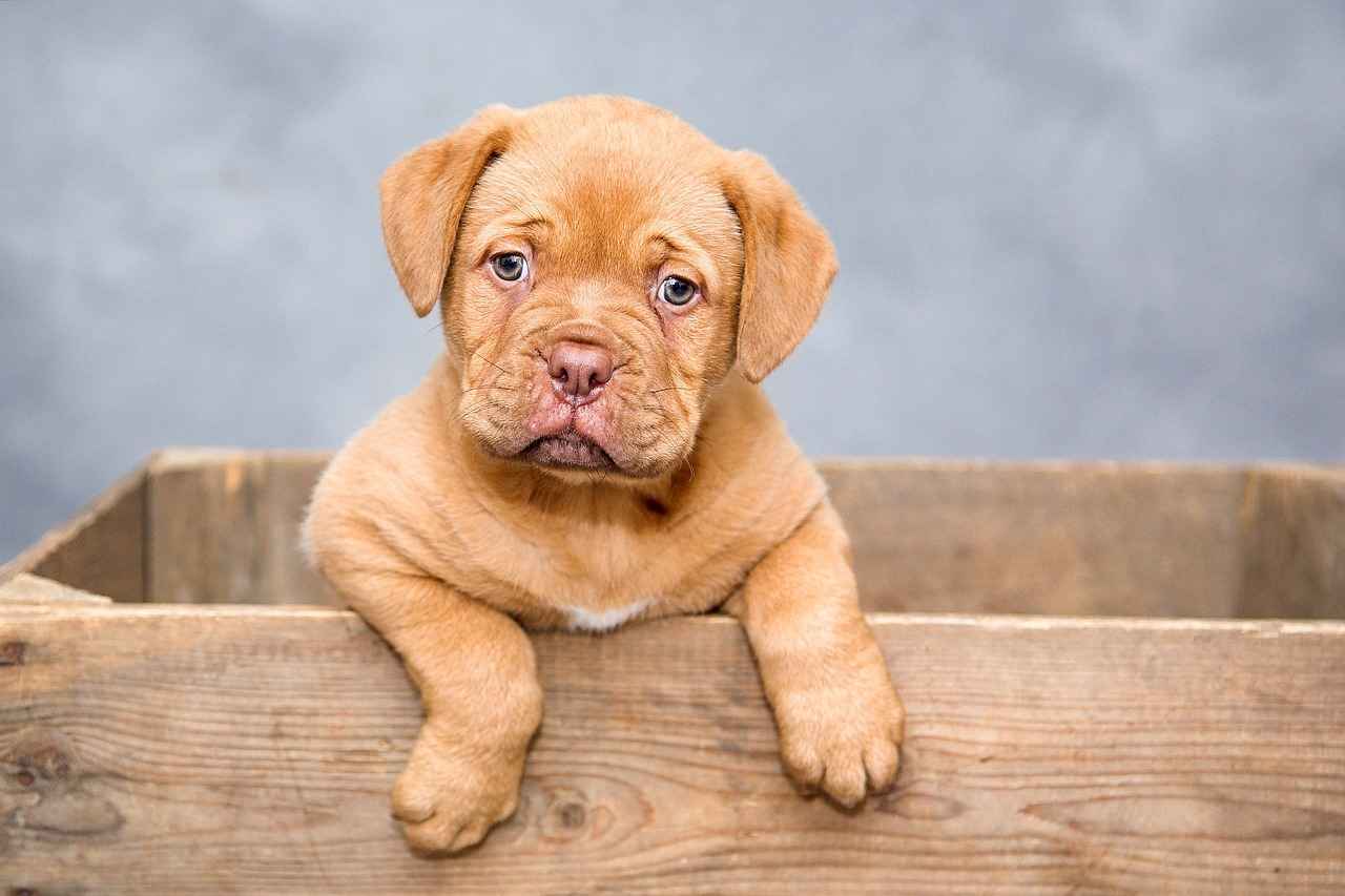 Types of Dog Bite Laws