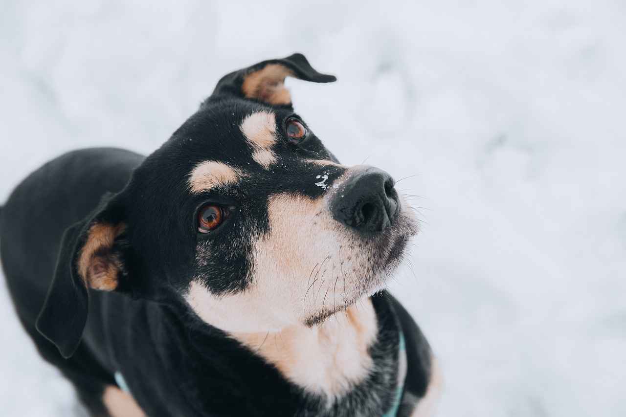 Understanding Dog Bite Laws