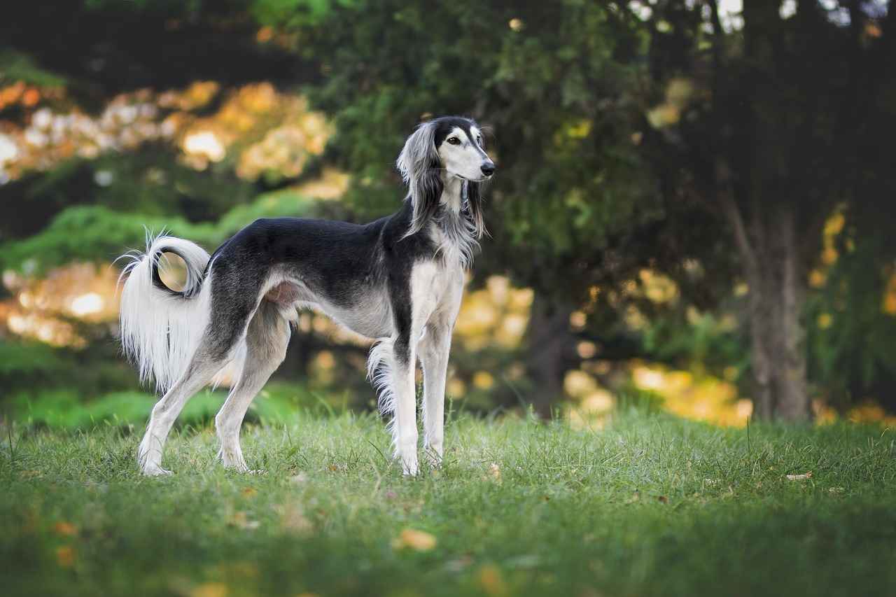 Köpek Isırması Sonrası İlk Yardım