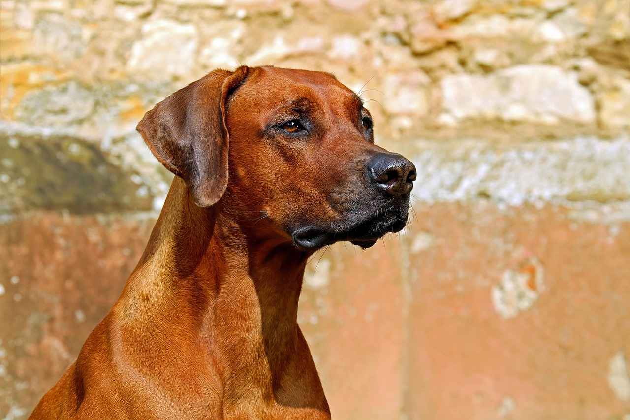 Köpek Sahibi ile İletişim Kurma
