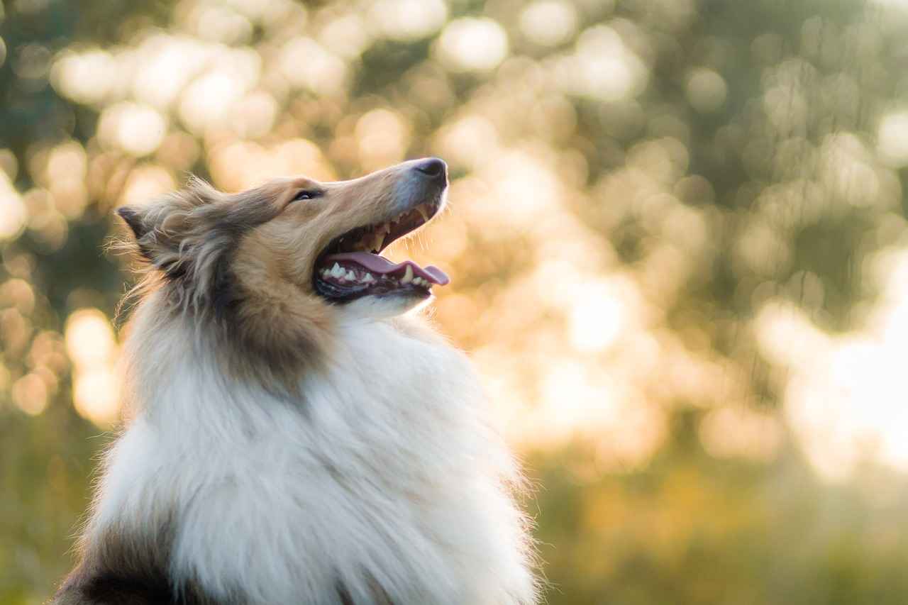 Preventing Future Dog Bites