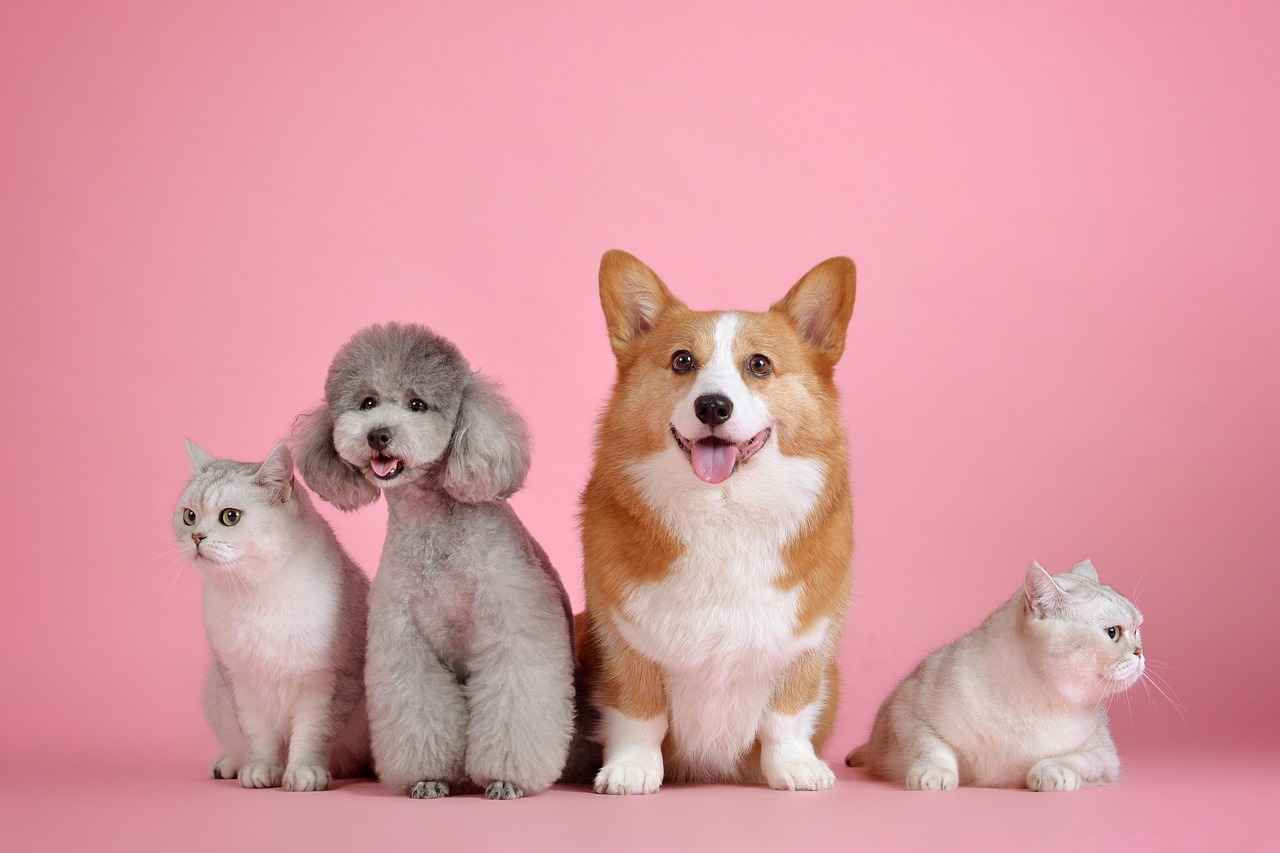 Köpek Isırması Sonrası Psikolojik Destek