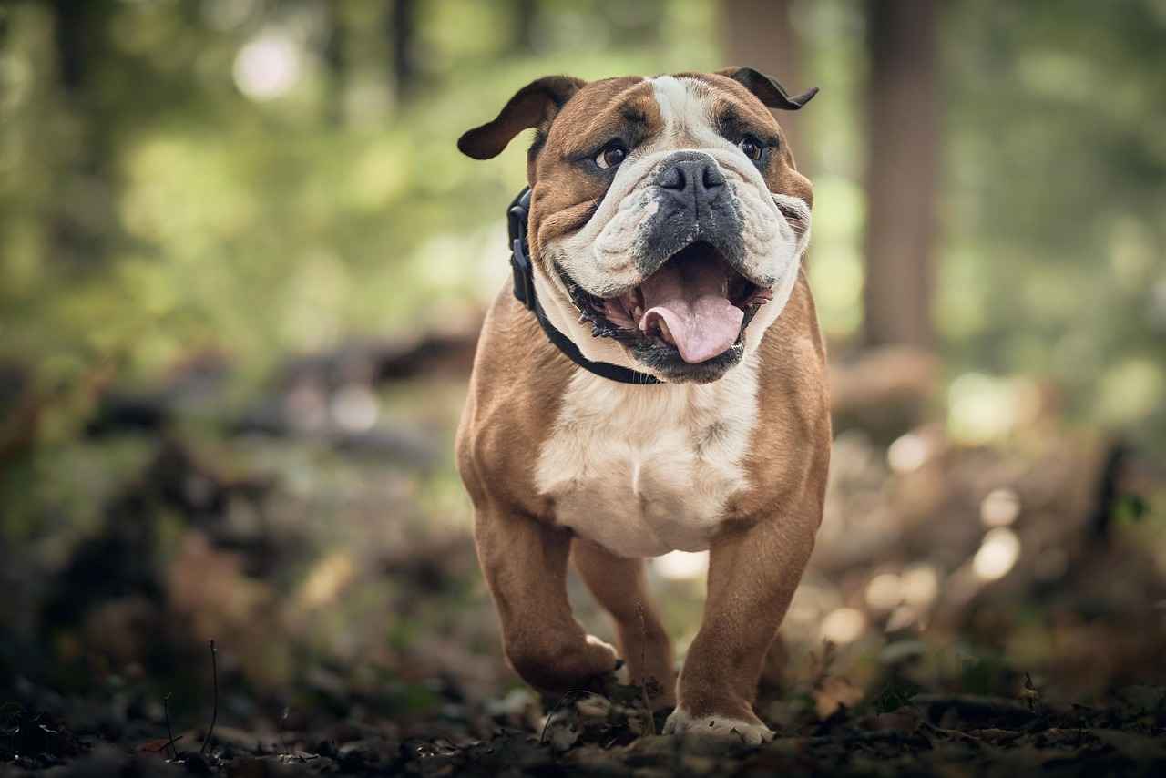 Immediate Steps to Take After a Dog Bite