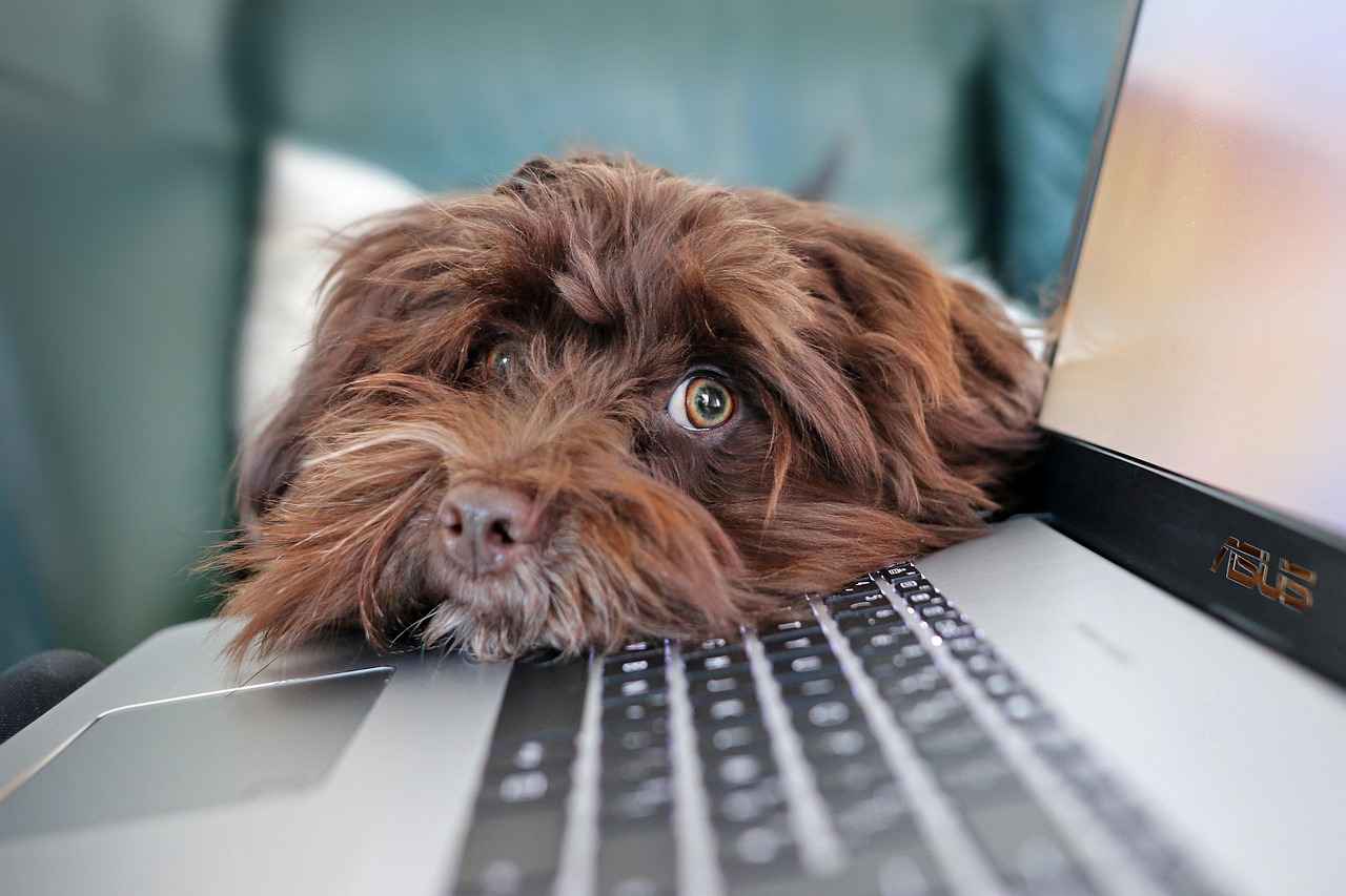 Köpek Isırması Sonrası Hukuki Süreç