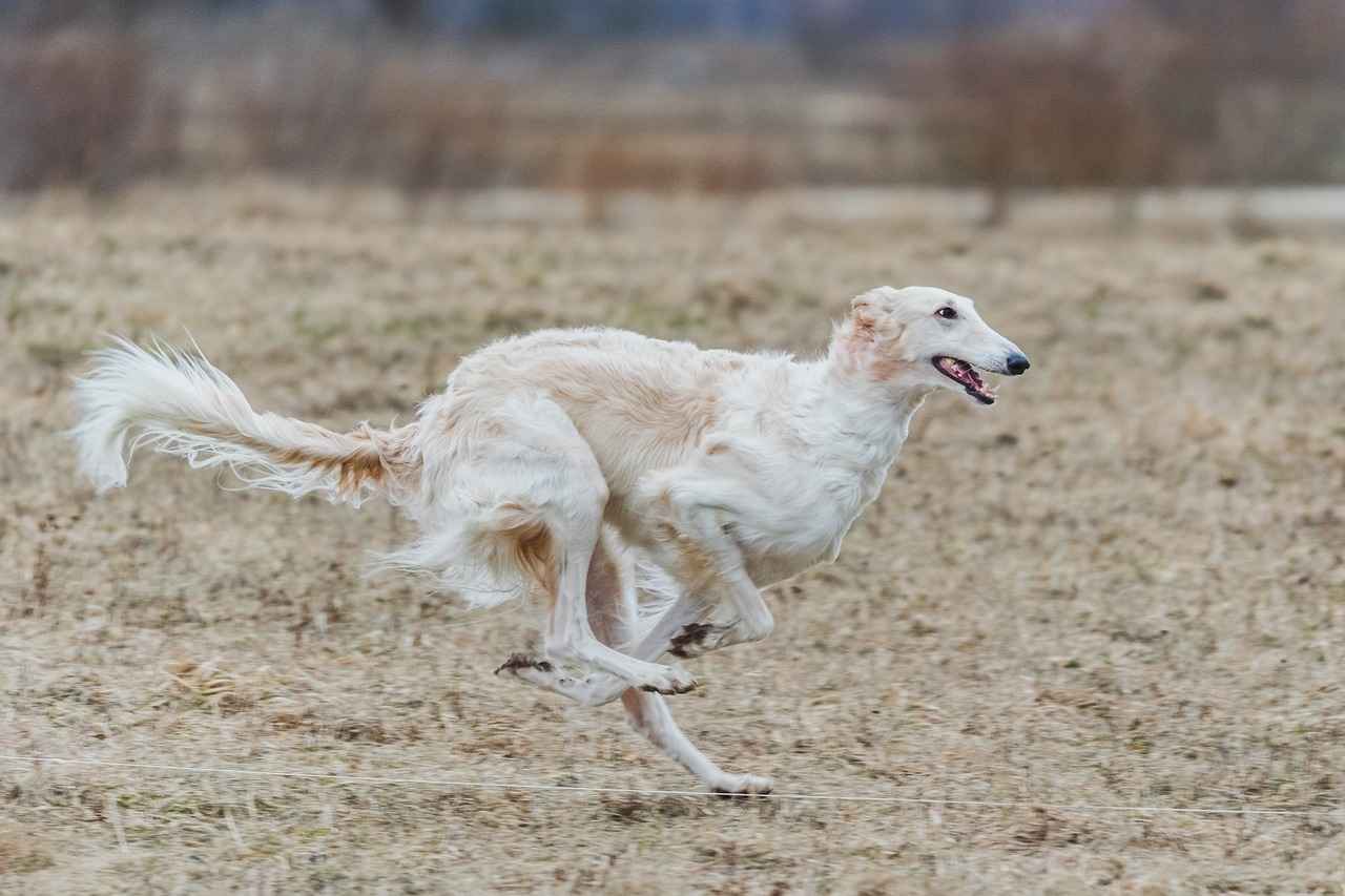 Understanding Dog Behavior