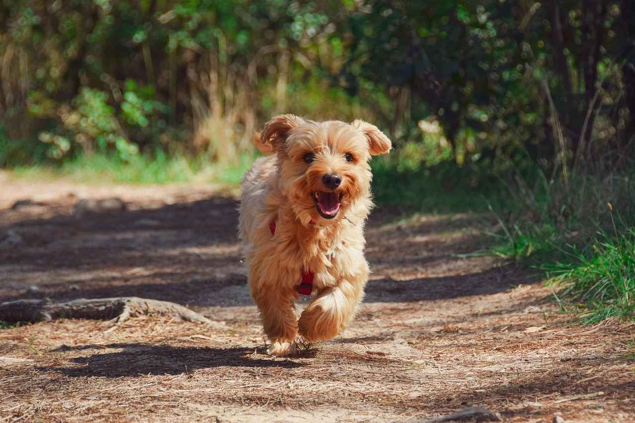 Legal Considerations Following a Dog Bite