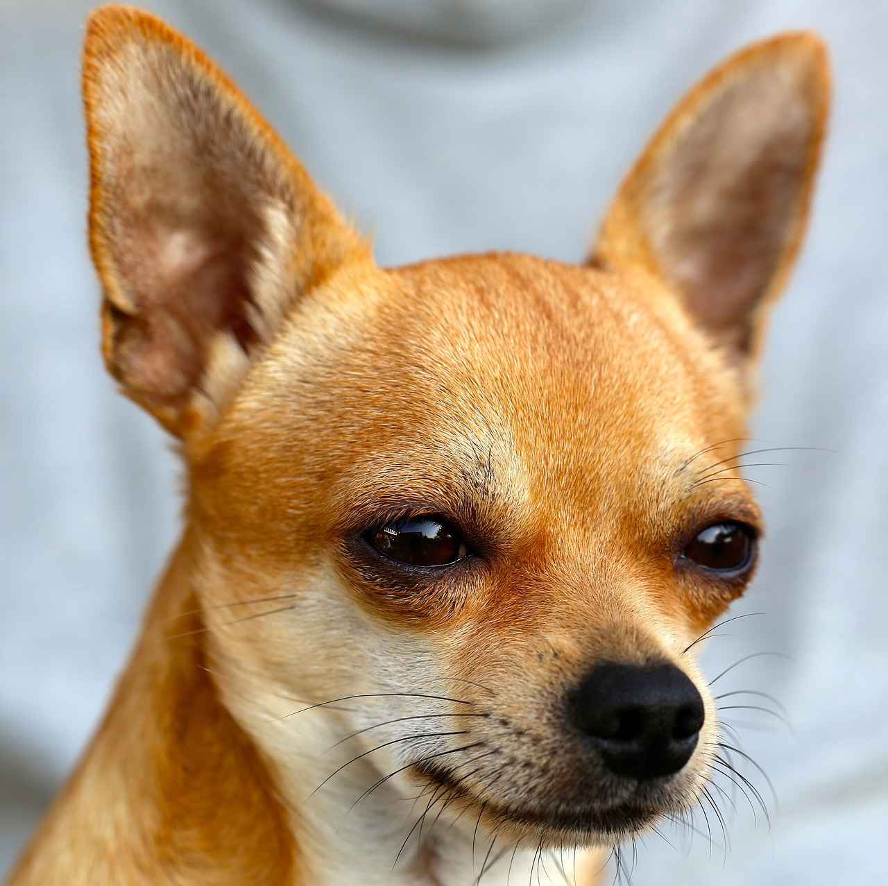 Köpek Isırmasının Nedenleri
