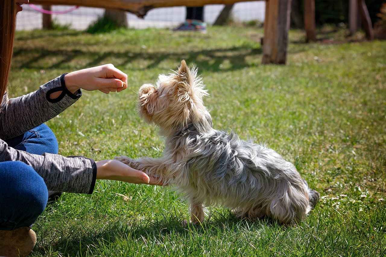What to Do If Your Dog Bites Someone – Legal and Ethical Steps 5 Preventing Future Incidents