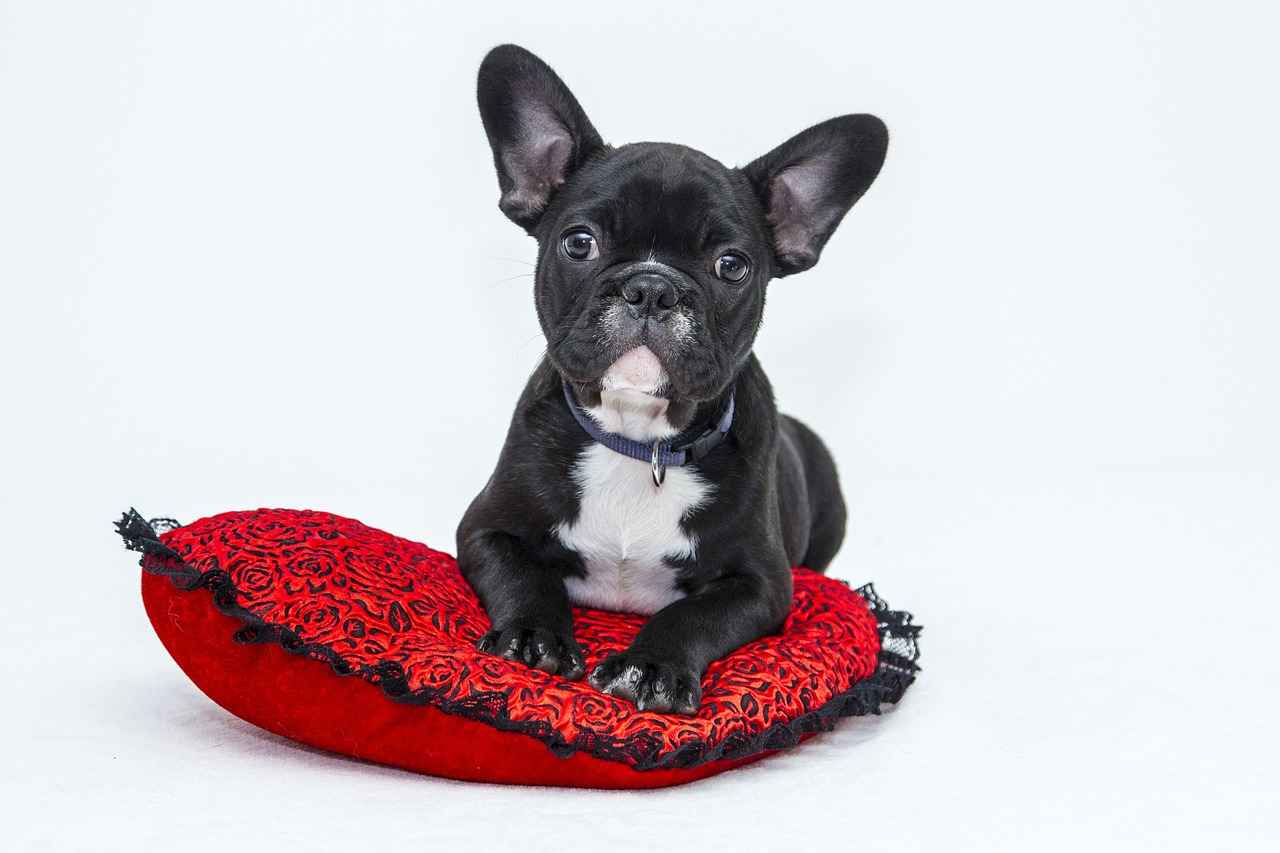 Köpek Isırması Sonrası Yapılması Gerekenler