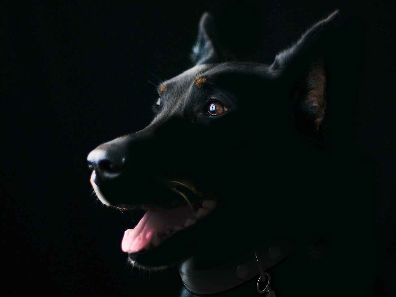 What to Do If Your Dog Gets Bitten by Another Dog 4 Monitoring Your Dog's Recovery