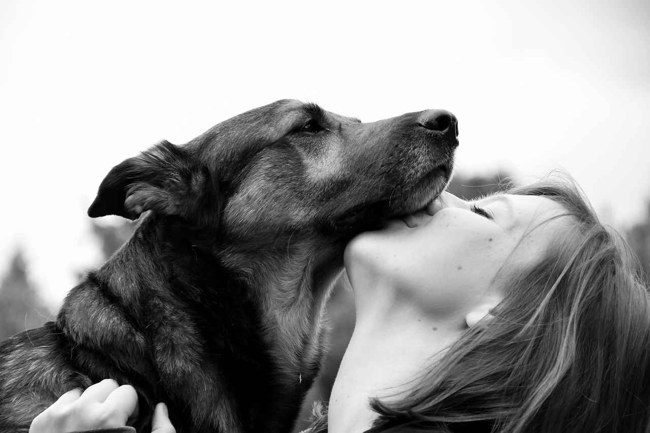 Diğer Köpeklerle Etkileşim
