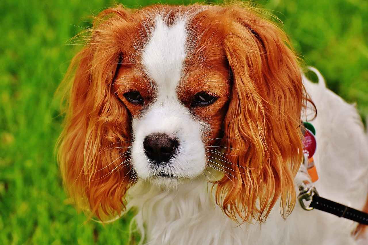 Köpek Isırma Gücü Nedir?