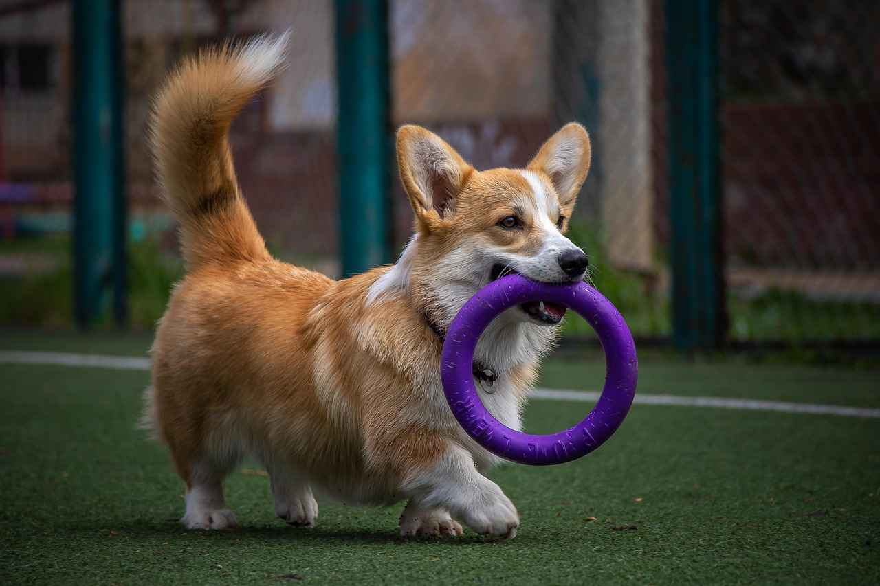 En Güçlü Isırığa Sahip Köpek Irkları