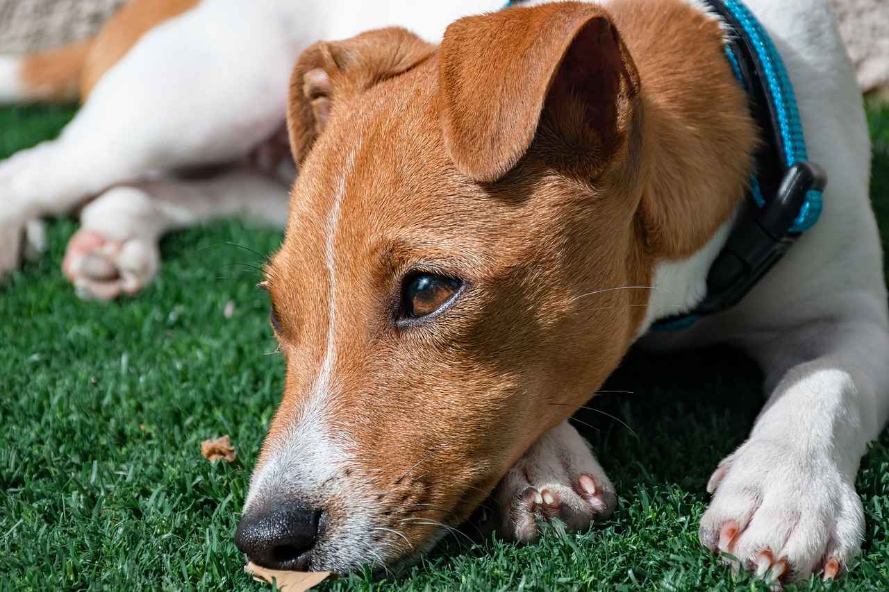 [Köpek Isırık Gücü Nedir?]