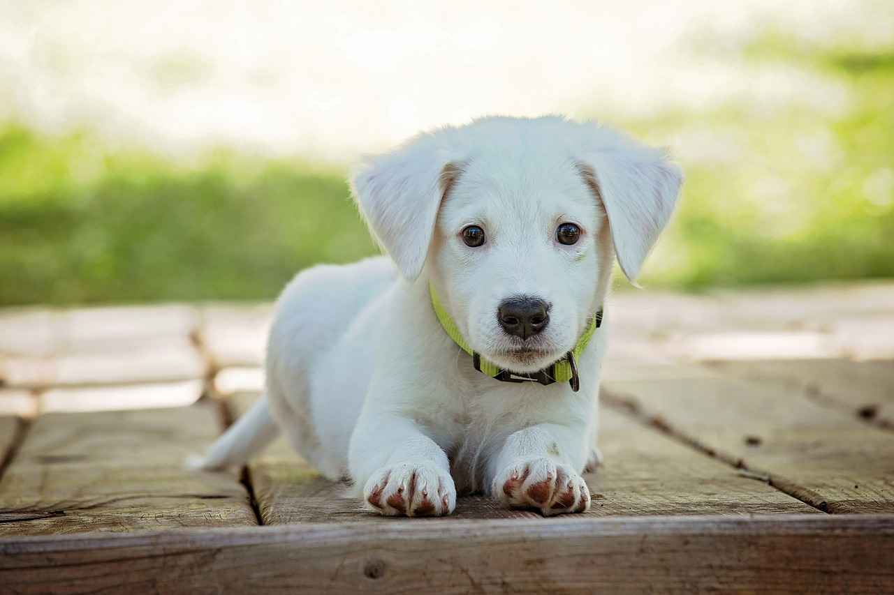 [En Güçlü Isırık Gücüne Sahip Köpek Irkları]