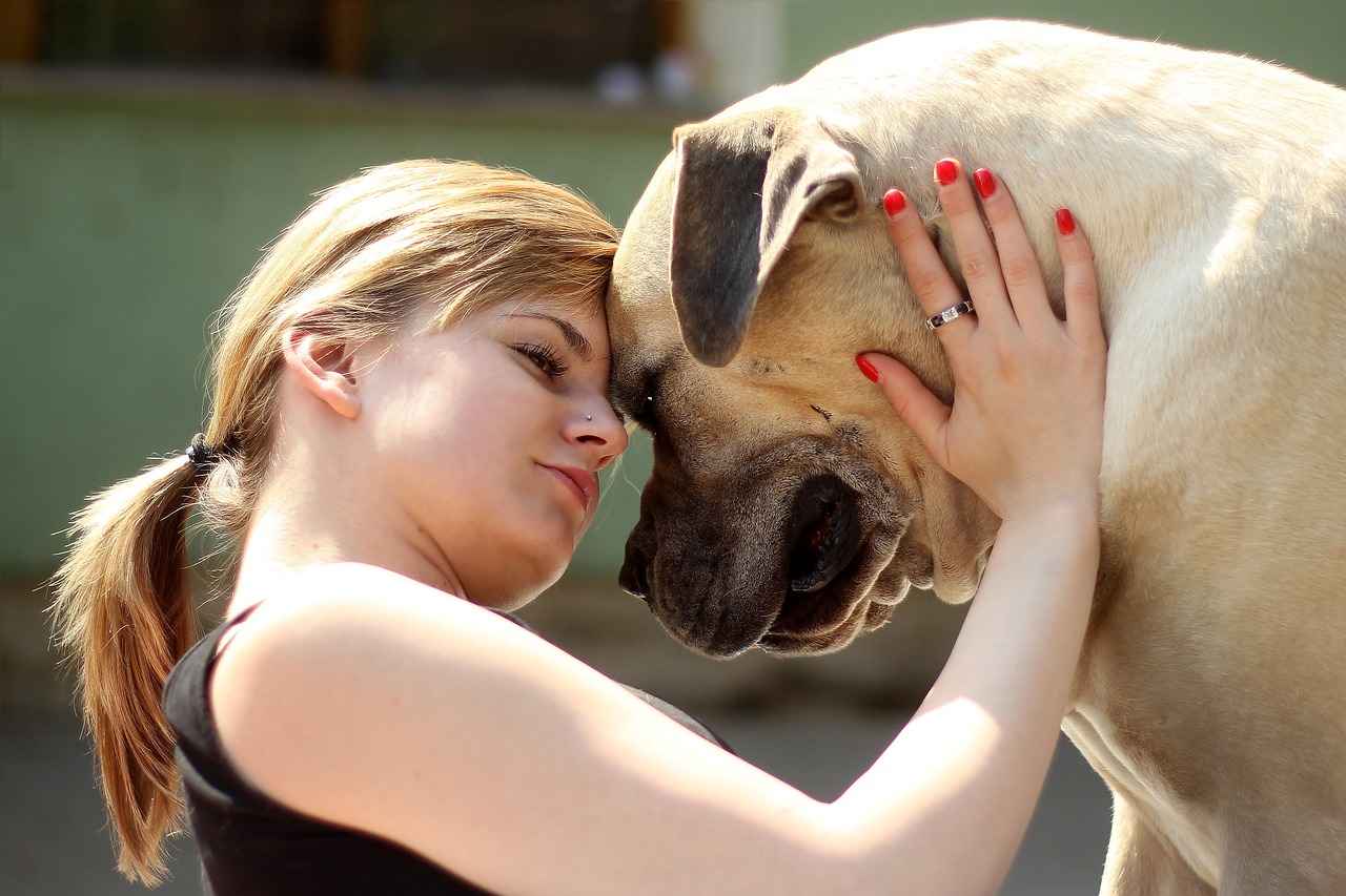 [Mastiff]