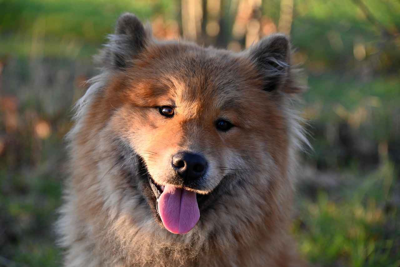 Which Large Dog Breeds Have the Most Powerful Bites? 4 Factors Influencing Bite Strength