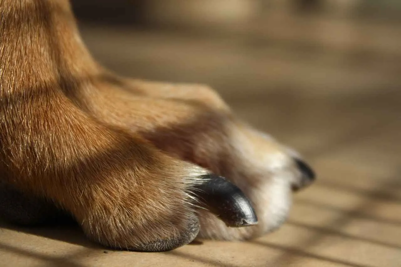 Why Do Dogs Bite Their Paws? Common Causes and Solutions Why Do Dogs Bite Their Paws? Common Causes and Solutions