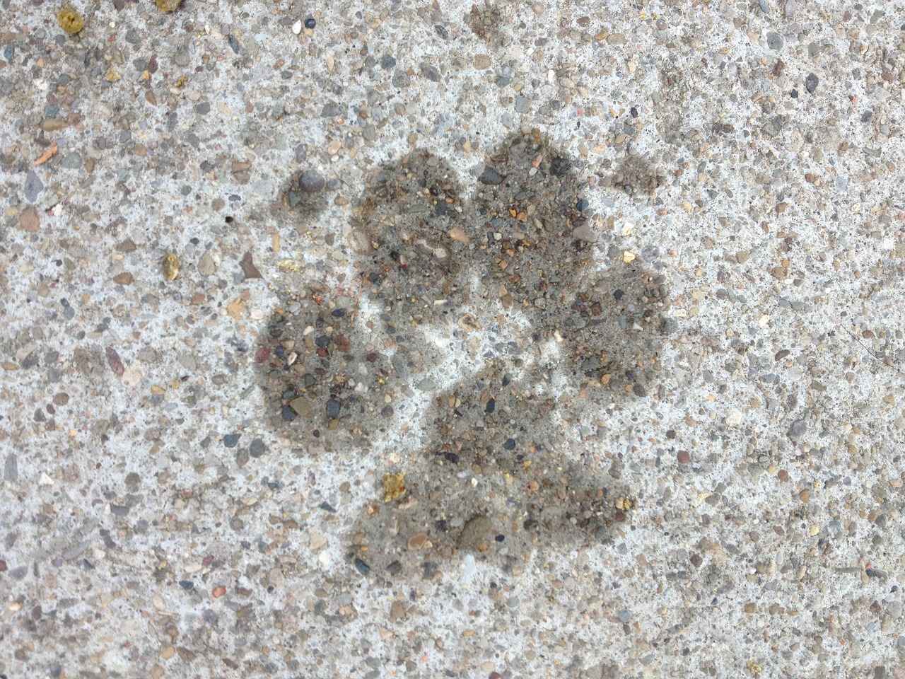 Why Do Dogs Bite Their Paws? Common Causes and Solutions 5 Home Remedies for Paw Biting