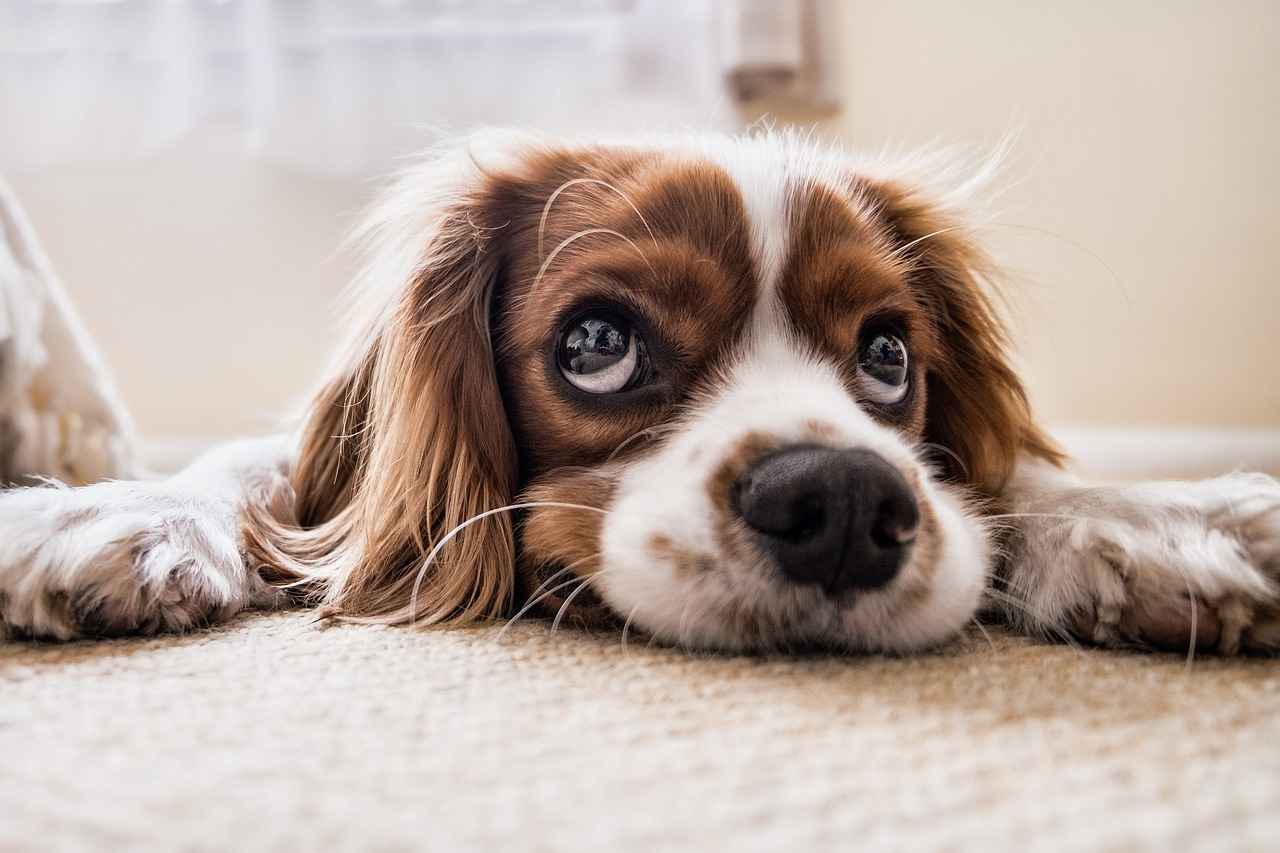 Importance of Training and Socialization