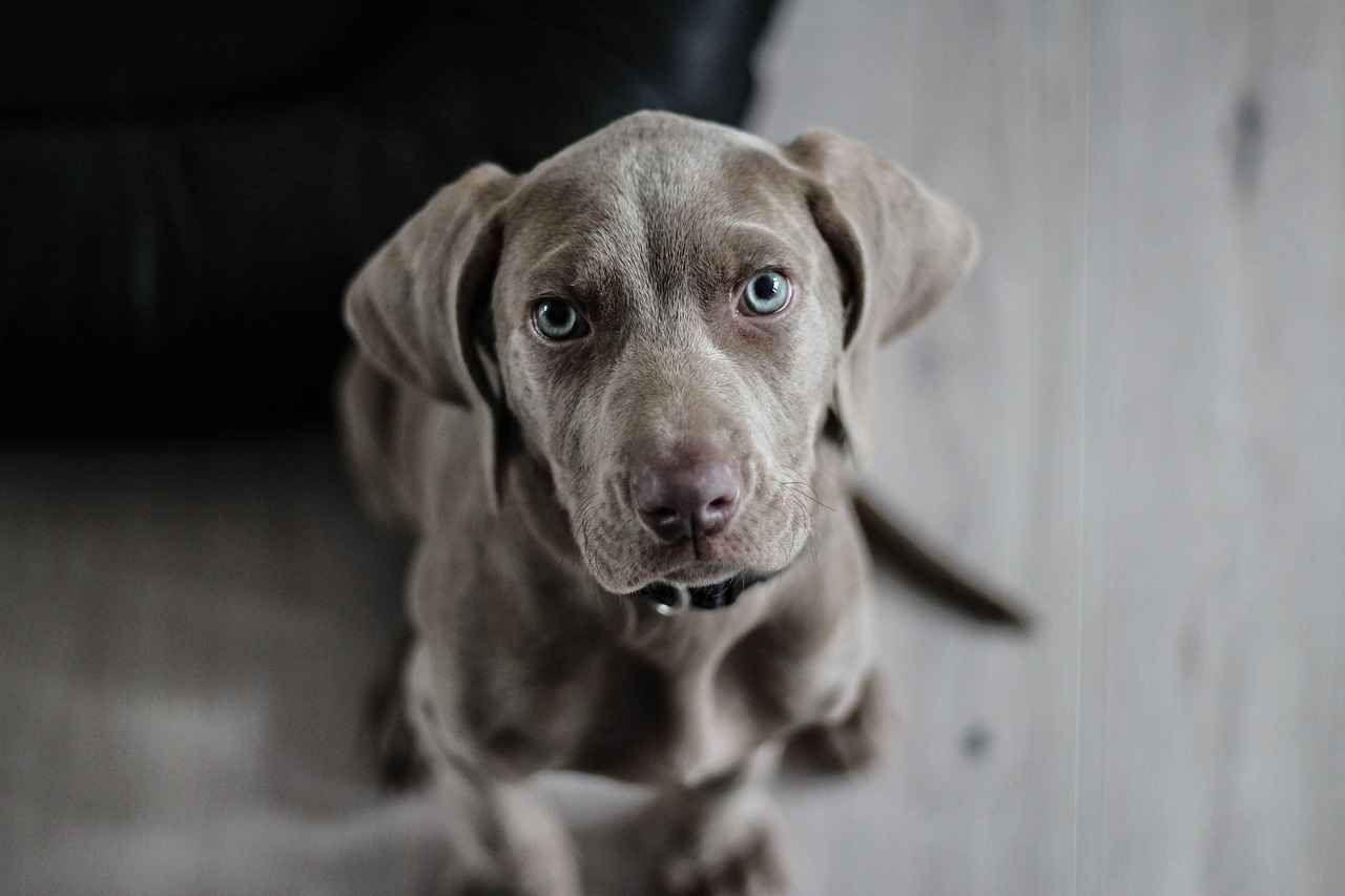 Common Triggers for Dog Bites