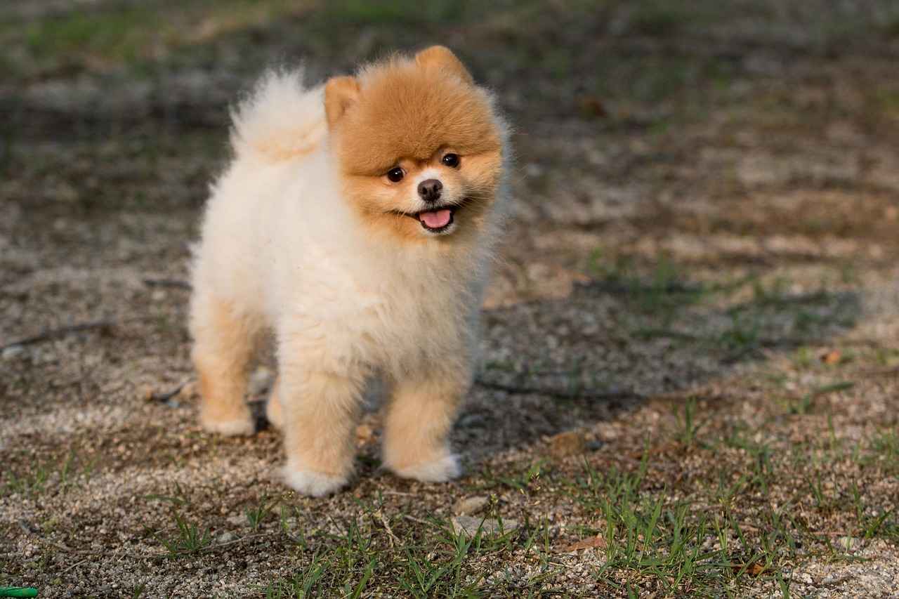 Understanding Puppy Biting Behavior
