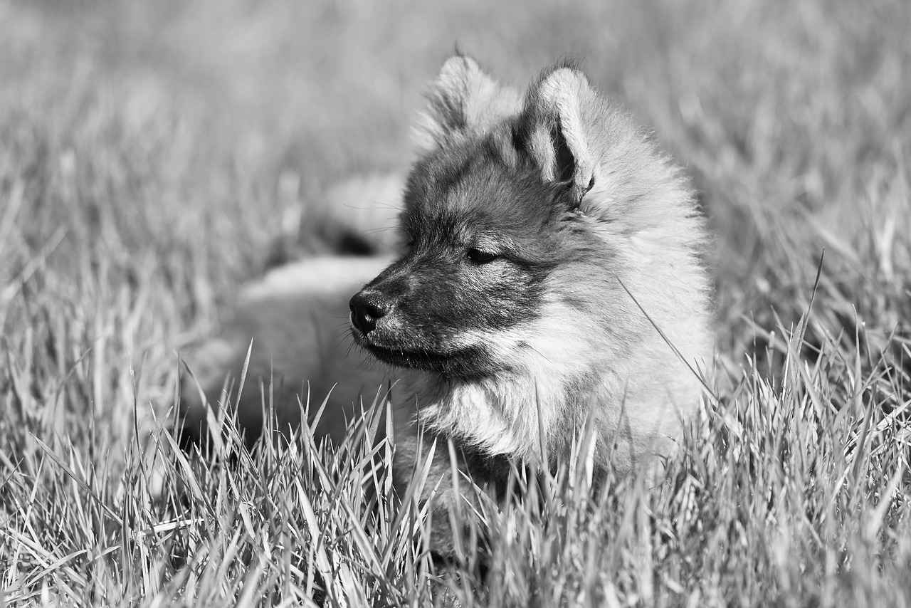 The Reasons Behind Puppy Biting