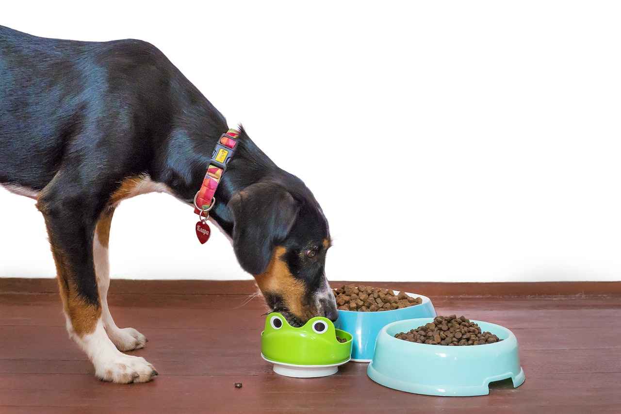 Nutri Bites Köpekler İçin İyi Mi? Artıları ve Eksileri Açıklanıyor