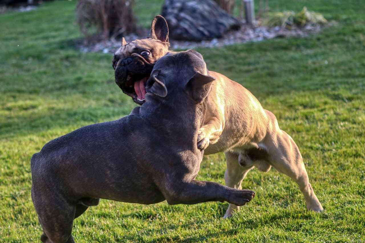 Comparing Dog Bite Pressure to Other Animals