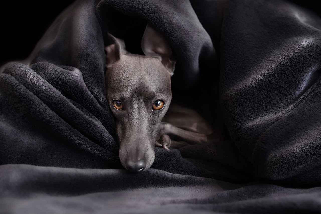 Black Fly Bites on Dogs – Symptoms and Treatment