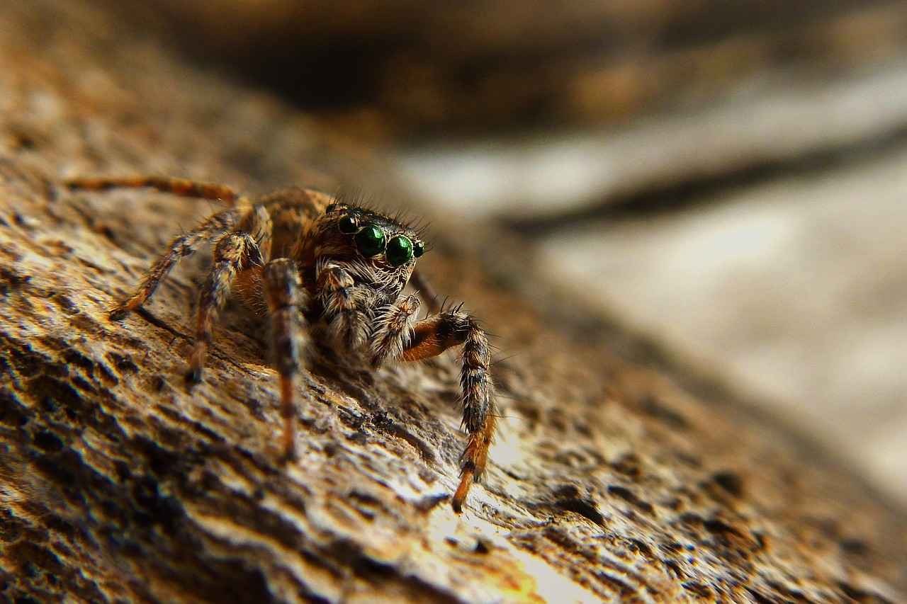 Black Widow Spider Bites on Dogs – What to Watch For