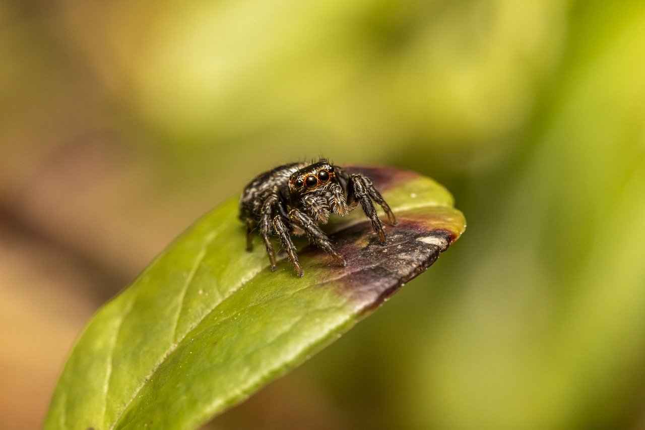 Brown Recluse Spider Bite on Dogs – Symptoms and Treatment