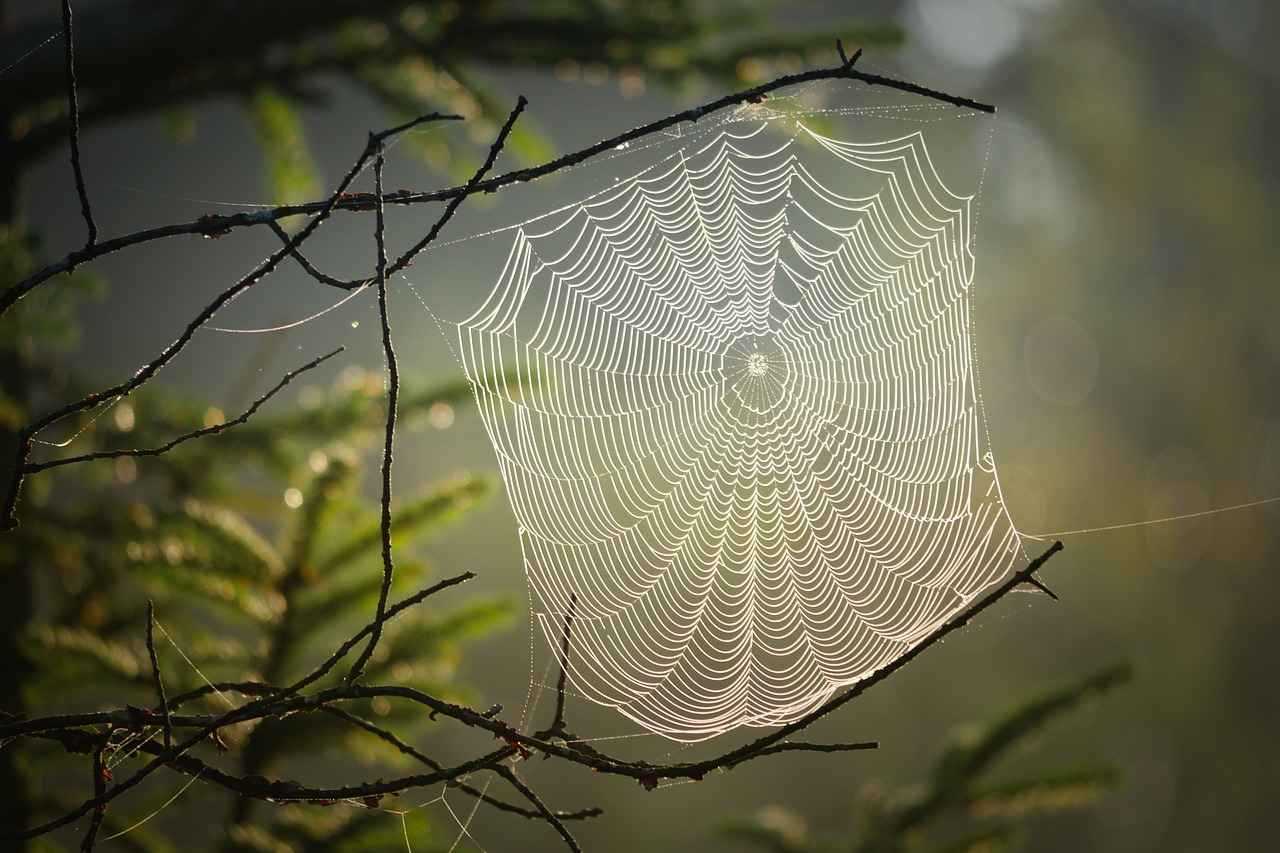Treatment Options for Brown Recluse Spider Bites