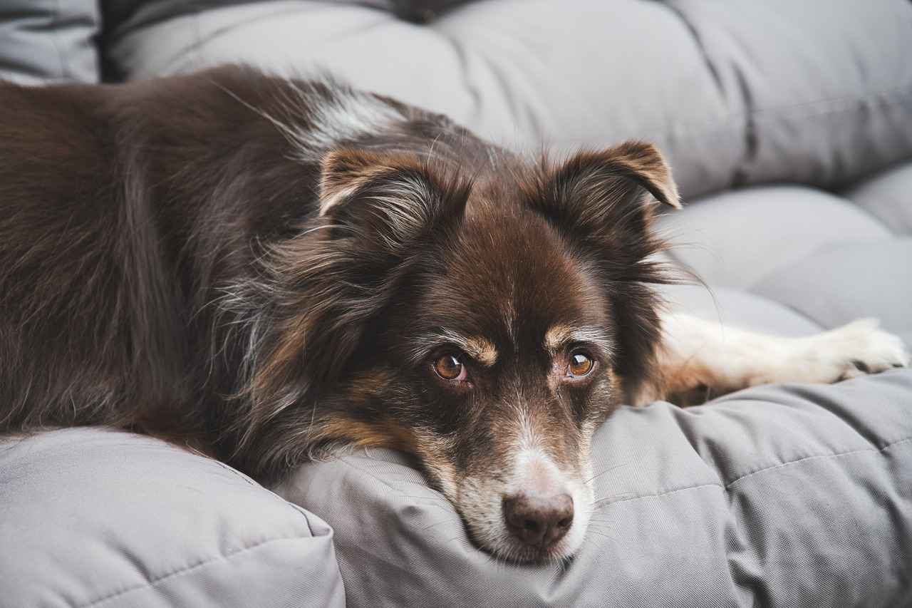 Bullseye Tick Bite on Dogs – What It Means and What to Do