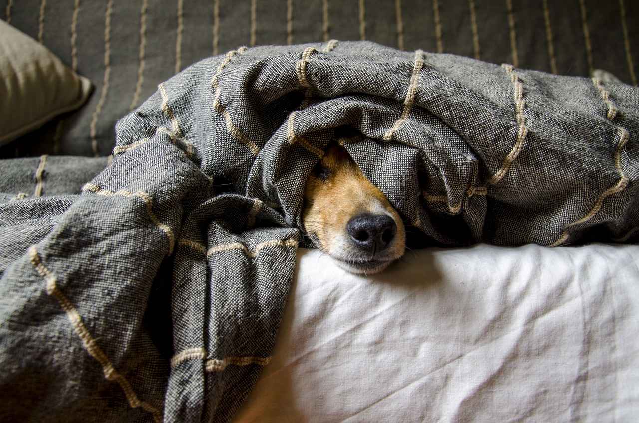 Preventing Tick Bites in Dogs
