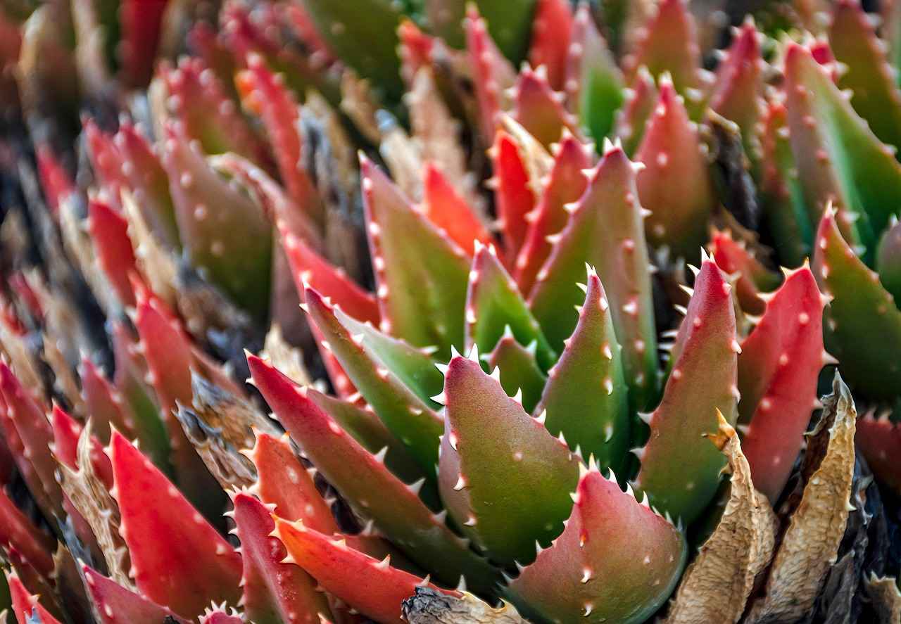 Potential Side Effects of Calming Bites