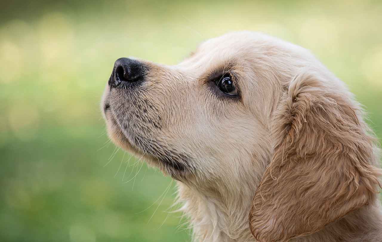 Preventing Dog Bites