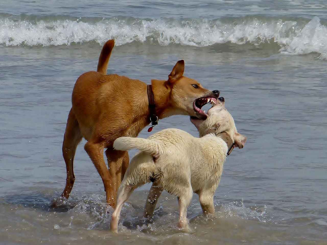 Rabies Virüsü Nedir ve Nasıl Yayılır?