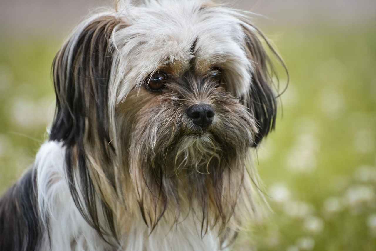 Top Small Dog Breeds with Strong Bites