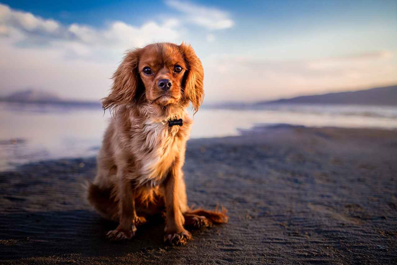 Conclusion: Keeping Your Dog Safe from Chigger Bites