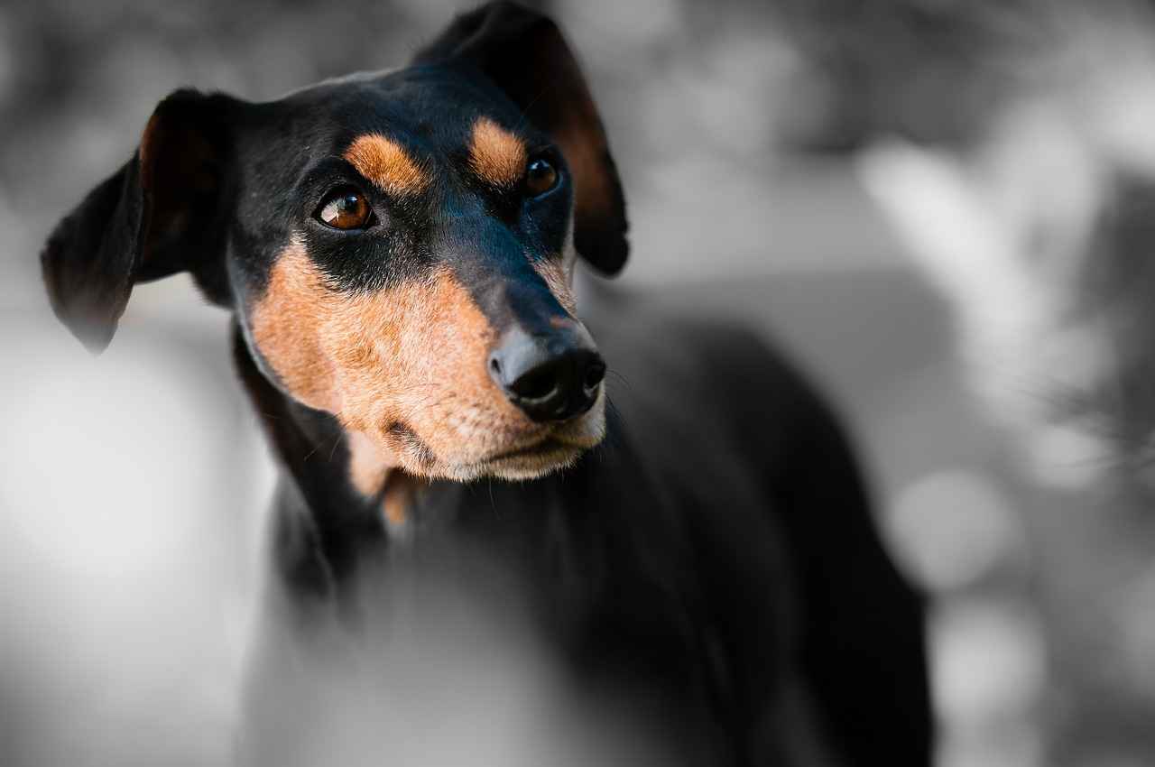 Signs and Symptoms of Chigger Bites in Dogs