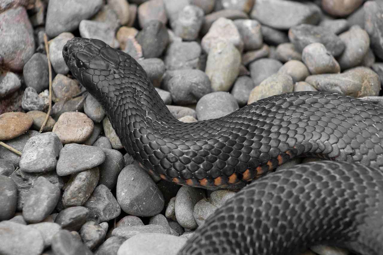 Copperhead Snake Bite on Dog – Signs and Emergency Care