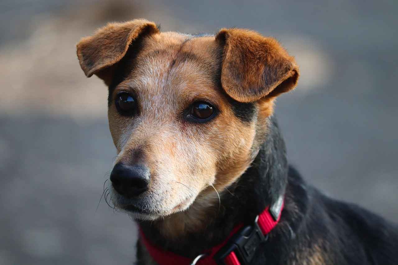 Köpek Irkları Gerçekten Daha Fazla Isırır mı?