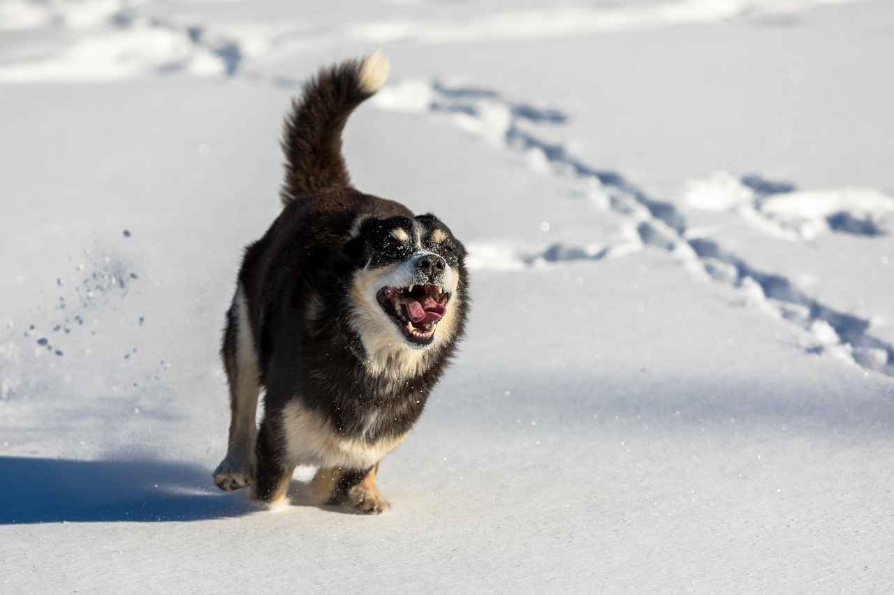 Myths and Misconceptions About Dog Breeds