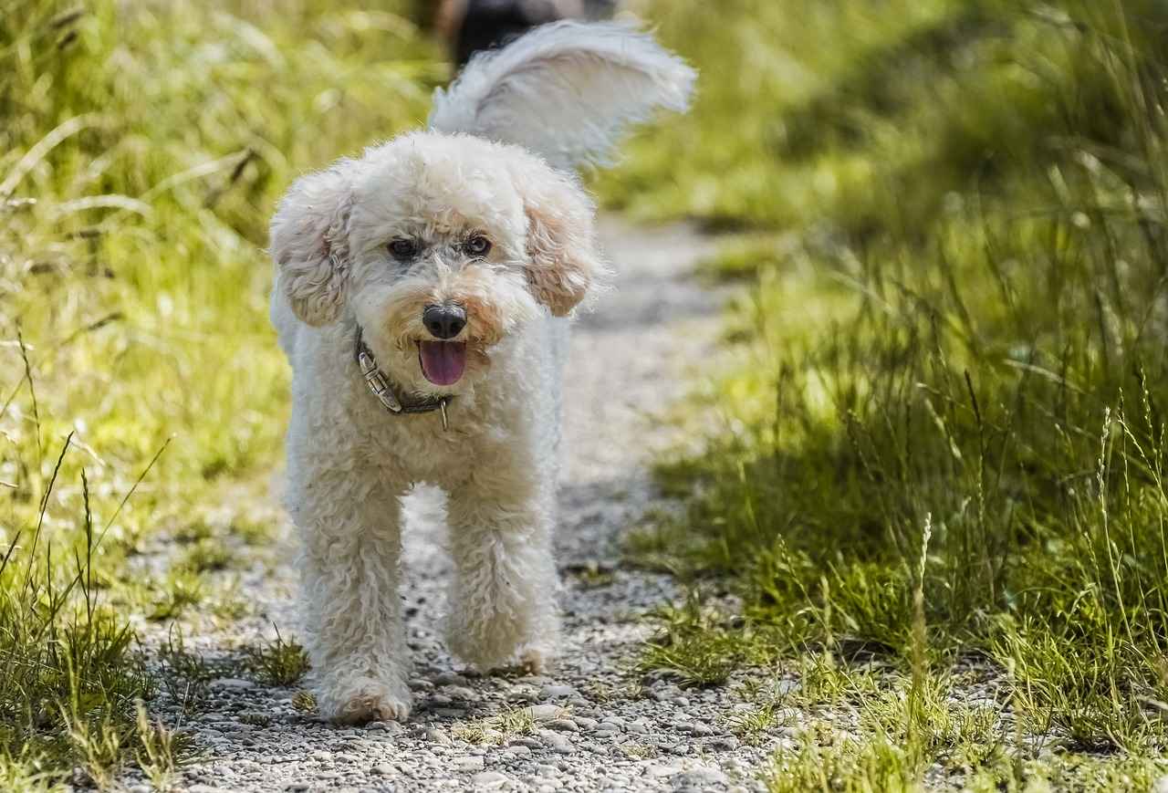 Köpekler Sinek Isırığı Alır mı? Evcil Hayvanınızı Nasıl Korursunuz
