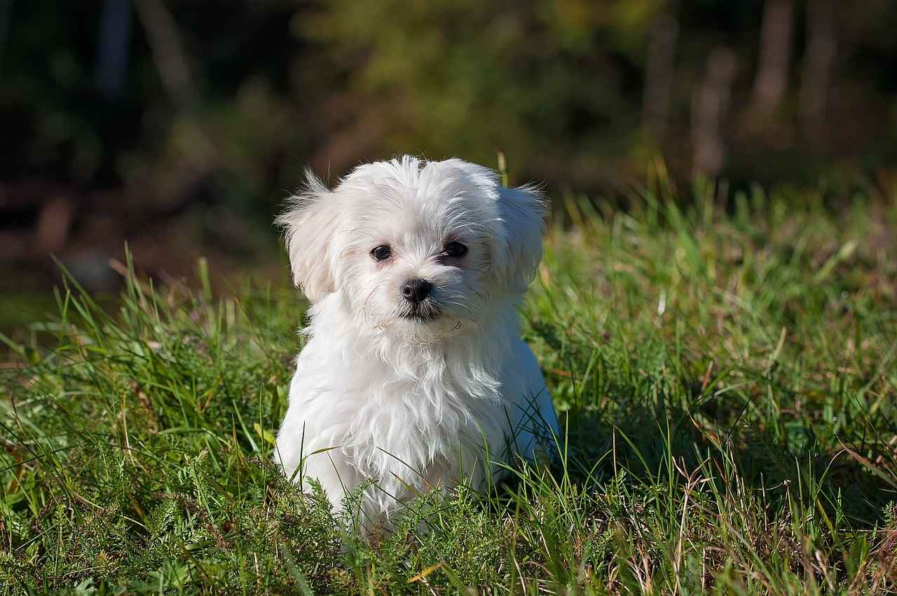 Do Dogs Get Mosquito Bites? How to Protect Your Pet